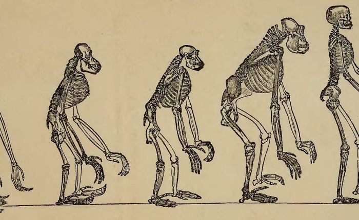 Review: The Ascent of&nbsp;Man