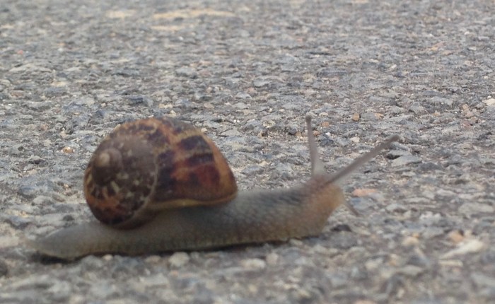 Five Days on Camino: From Lugo to&nbsp;Santiago