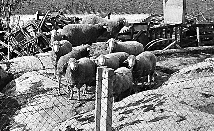 Review: Excellent Sheep