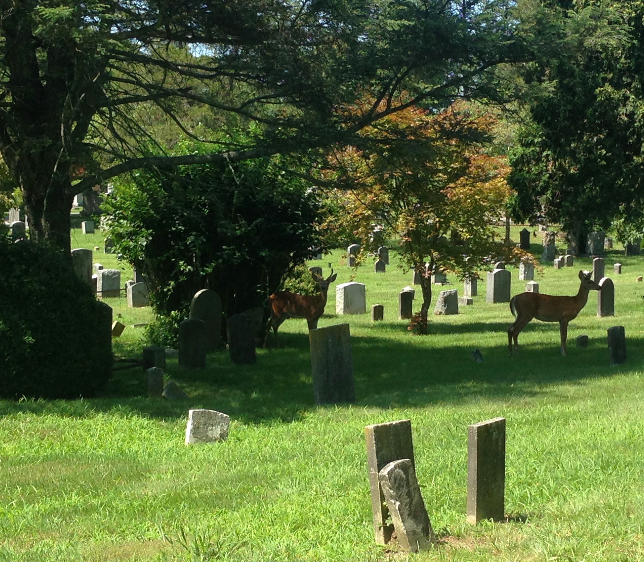 Deer Cemetery