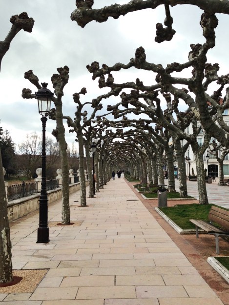 Burgos trees