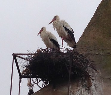 Caceres Storks
