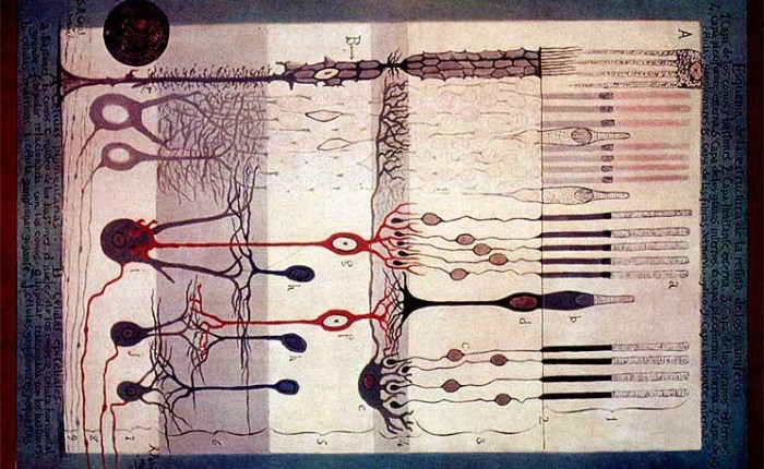 Review: The Beautiful&nbsp;Brain