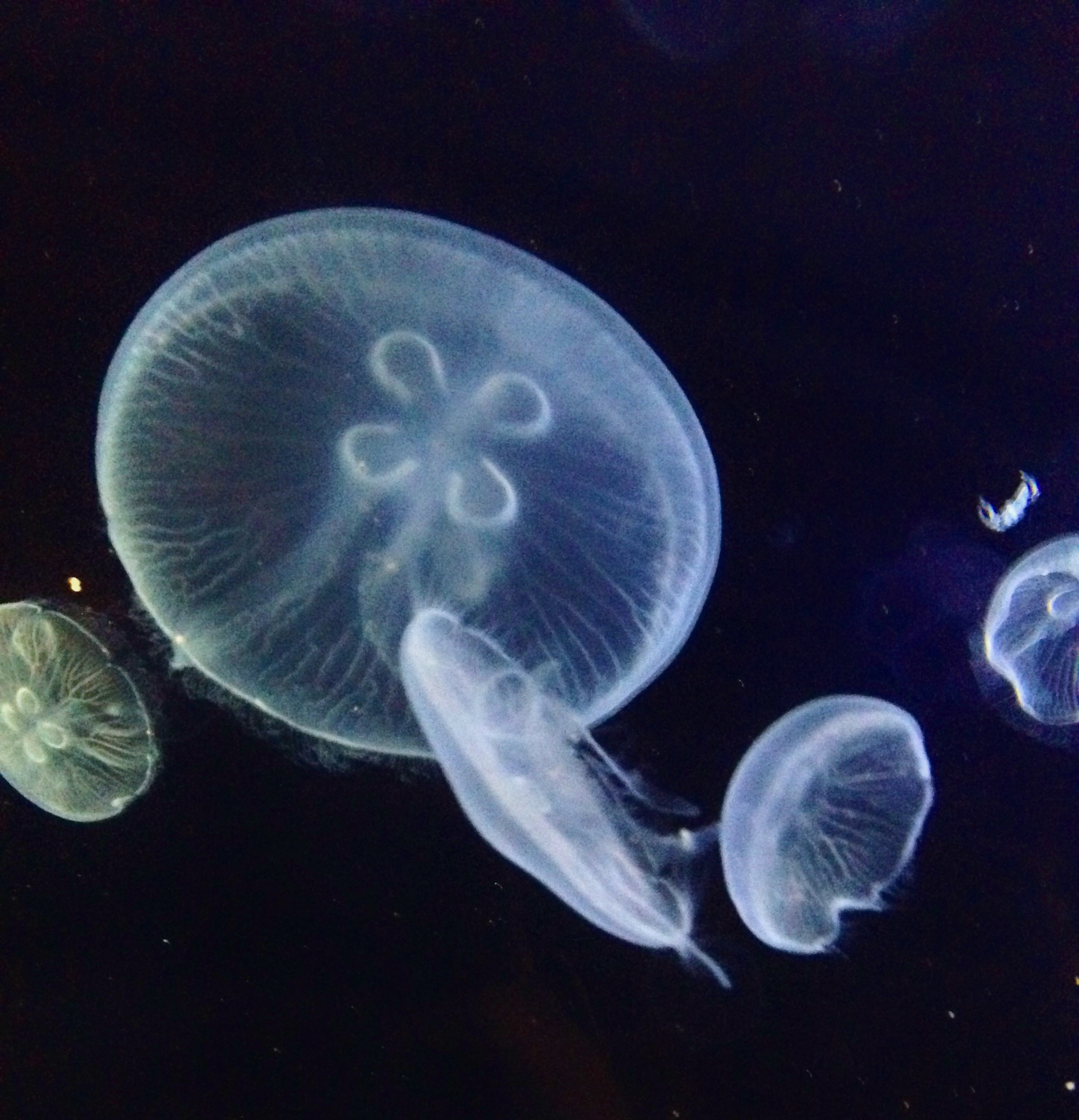 Valencia_Jellyfish