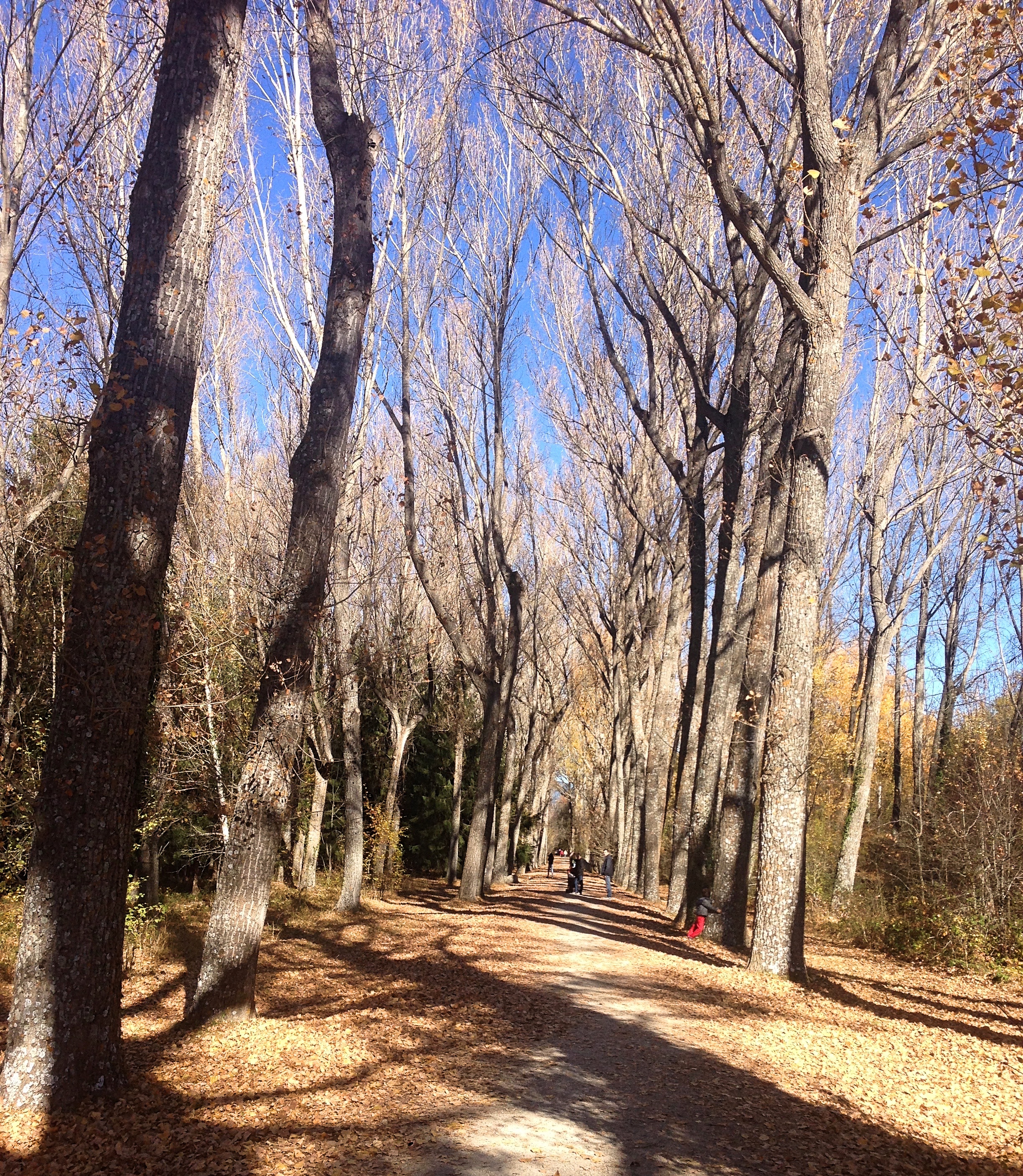 Rascafria_Finnishforest