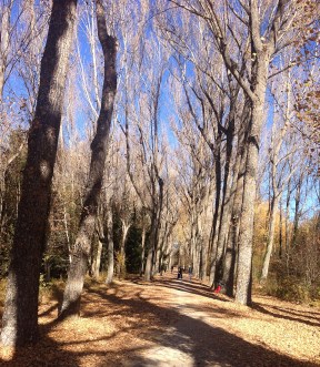 Rascafria_Finnishforest