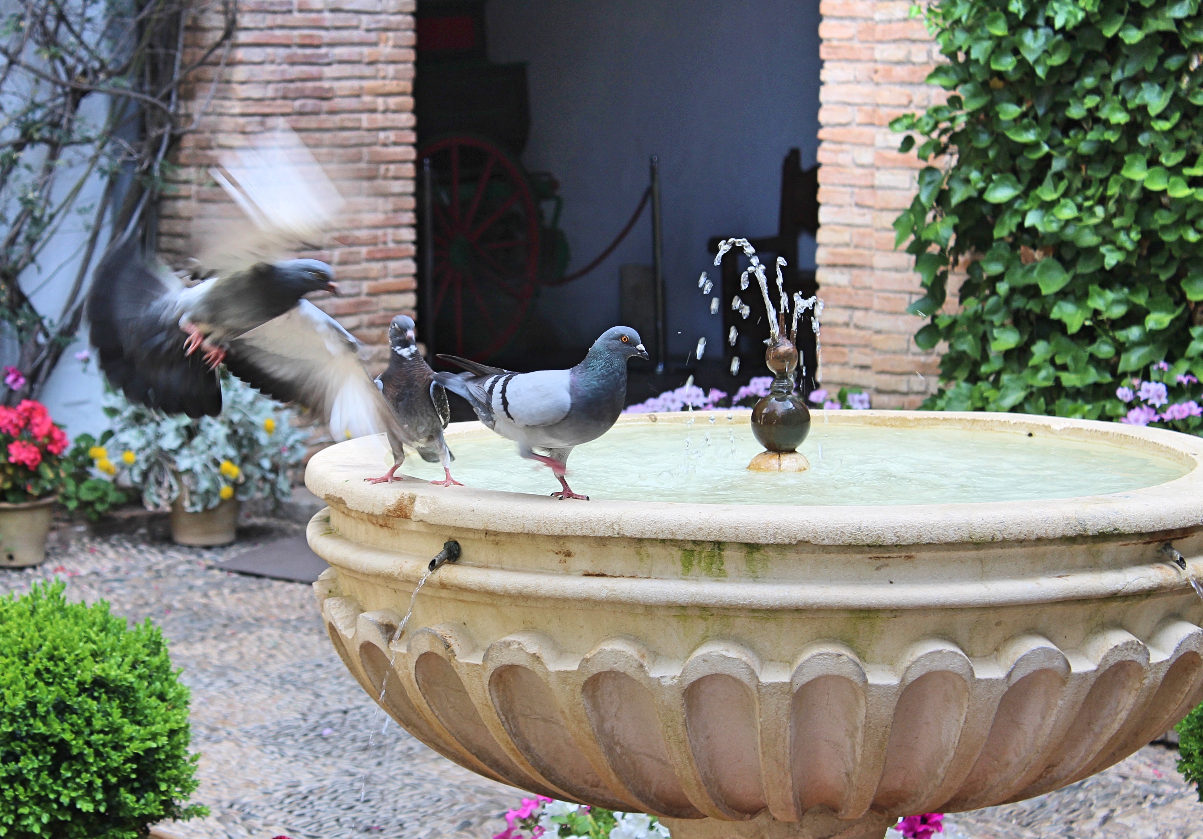 Cordoba_pigeons