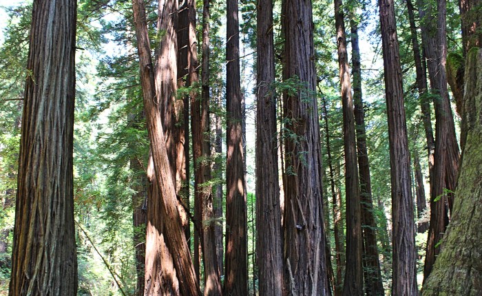 Review: The Mountains of&nbsp;California