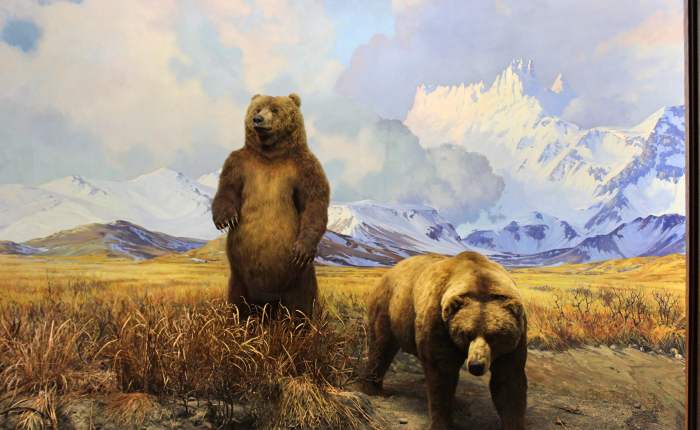 NY Museums: The American Museum of Natural&nbsp;History