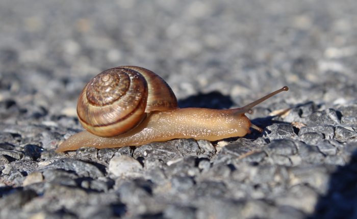 From Gold to Glory: A Slice of the&nbsp;Camino